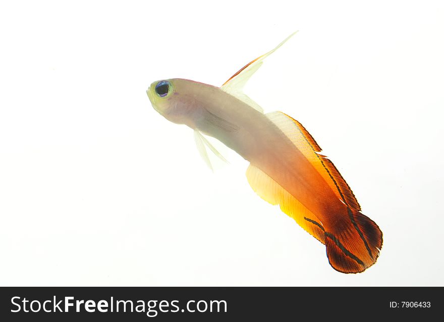 Firefish (Nemateleotris magnifica) isolated on white background.