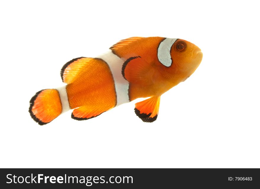 Clownfish (Pomacentridae Amphiprioninae) isolated on white background.