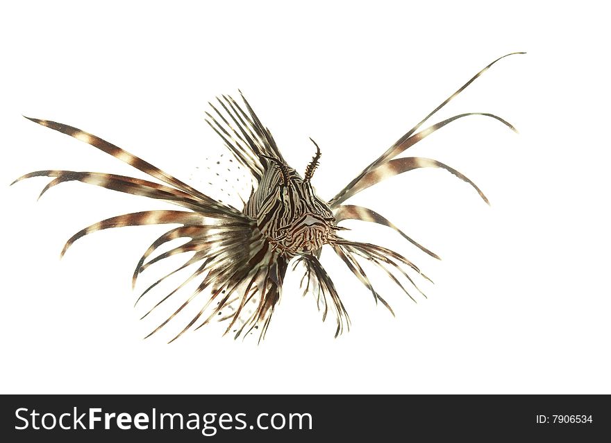 Red Lionfish (Pterois volitans) isolated on white background.