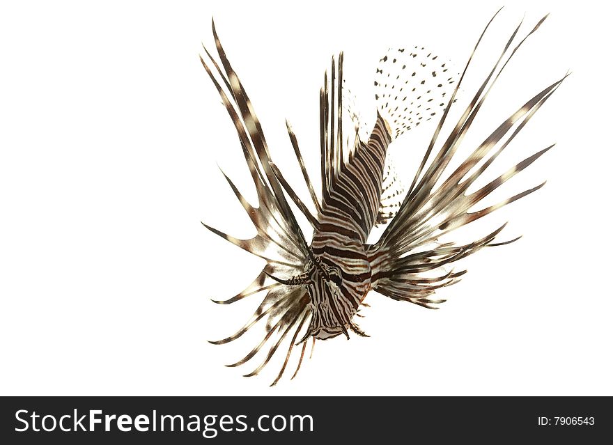 Red Lionfish (Pterois volitans) isolated on white background.