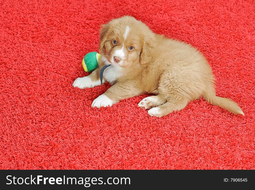 Nova Scotia Duck Toller puppy on a red carpet