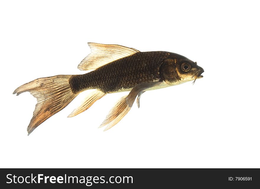 Black Koi (Cyprinus carpio) isolated on white background.