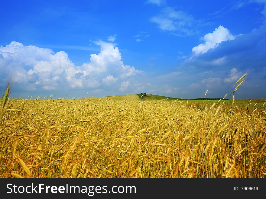 Stock photo: an image of a yellow field of wheat and blue sky