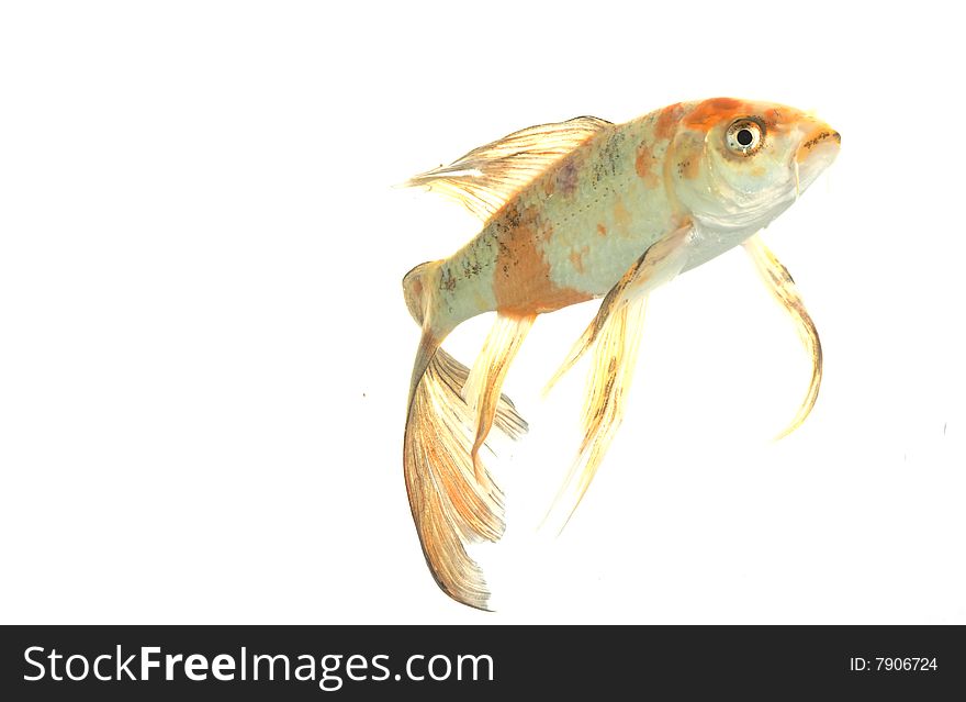 Mix-colored Butterfly Koi (Cyprinus carpio) isolated on white background.