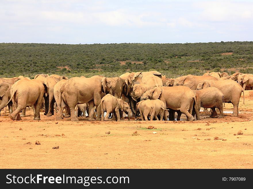 Elephant Herd At Waterhole