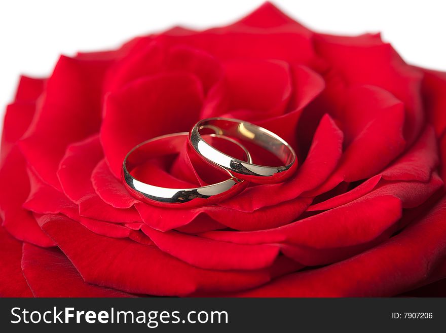 Golden wedding rings over red rose isolated on white