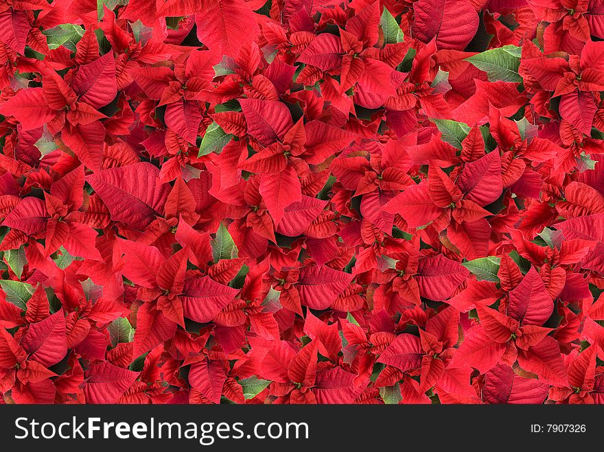 Backdrop from your holiday design. Backdrop from your holiday design
