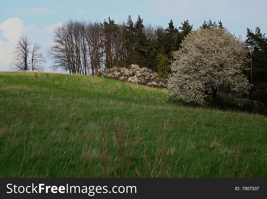 South Bohemian landscape, meadow with tree in blossom in spring. South Bohemian landscape, meadow with tree in blossom in spring