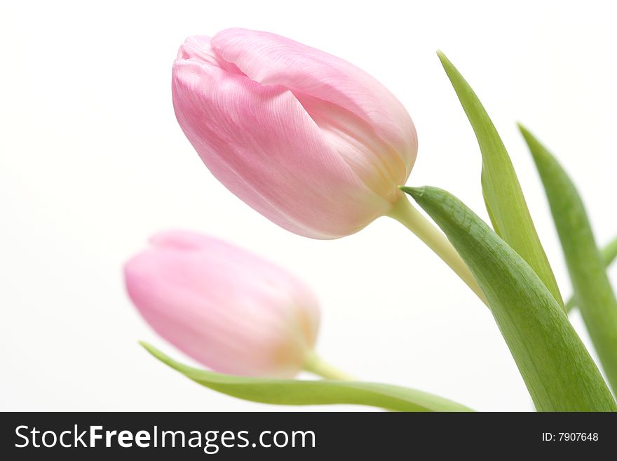 Border of pink tulips on white background