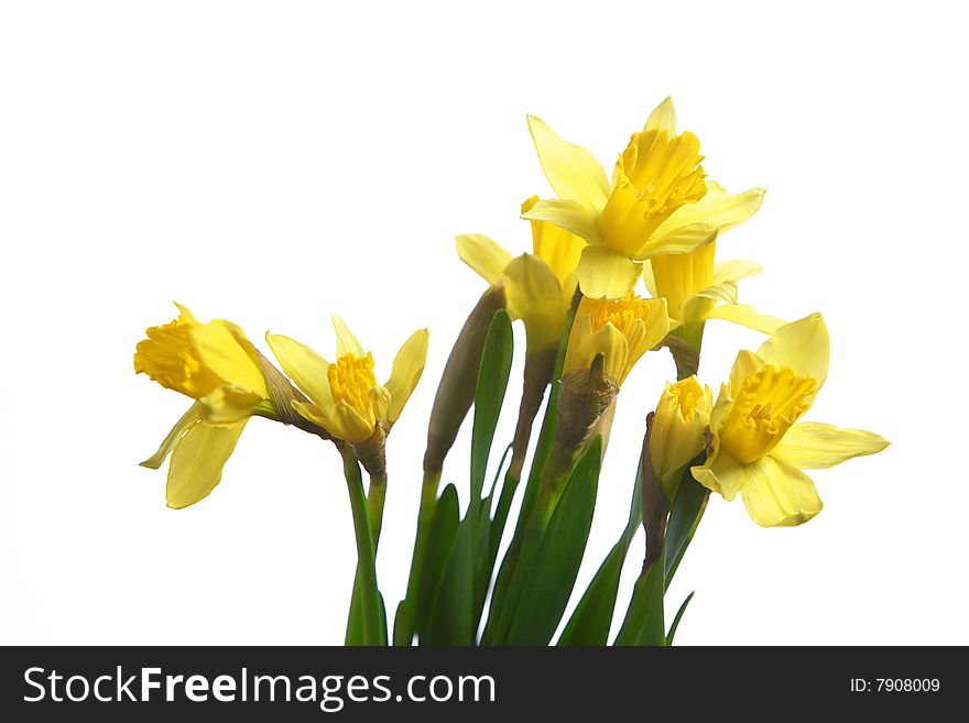 Daffodils in the studio isolated on white