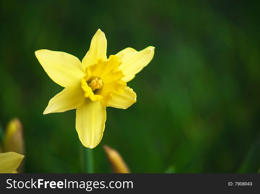 Daffodils in the studio with grass