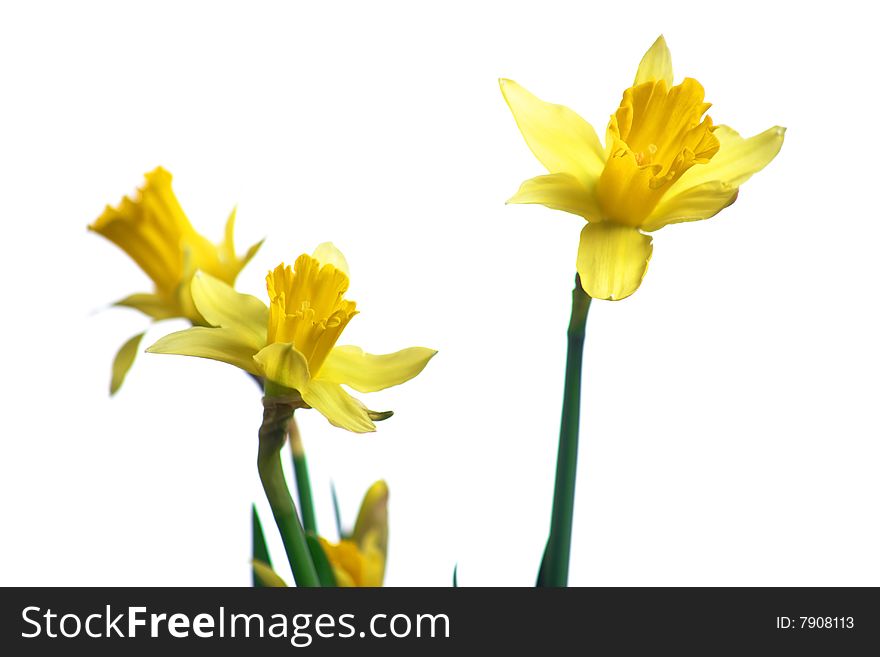 Daffodils in the studio isolated on white