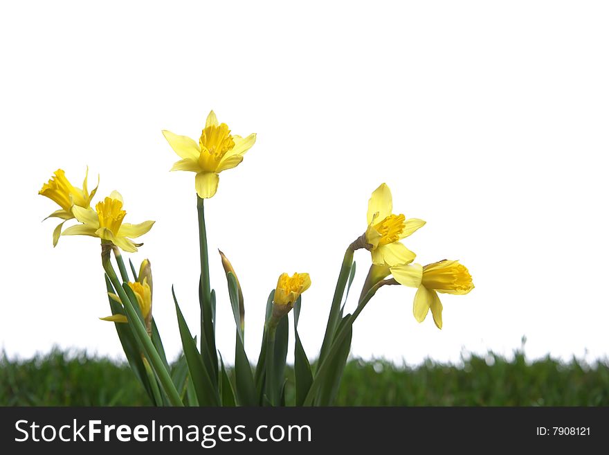 Daffodils in the studio isolated on white