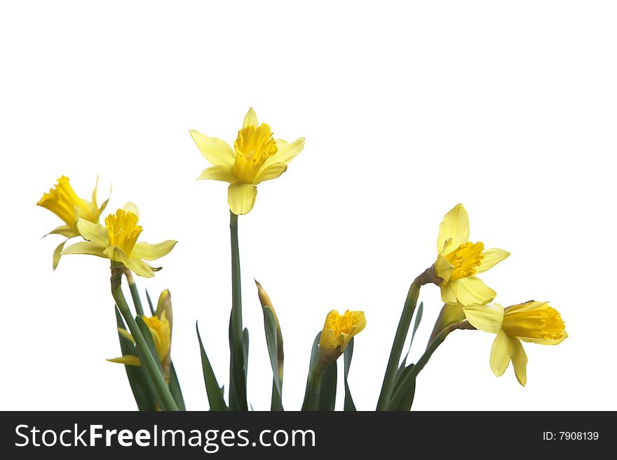 Daffodils in the studio isolated on white