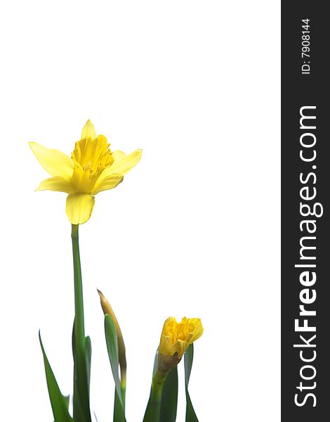 Daffodils in the studio isolated on white