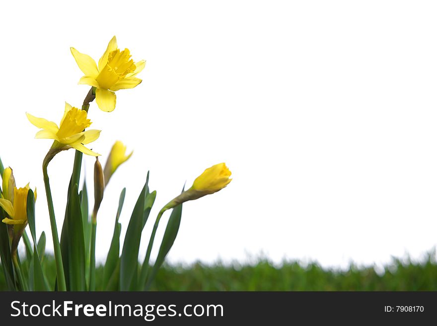 Daffodils in the studio isolated on white