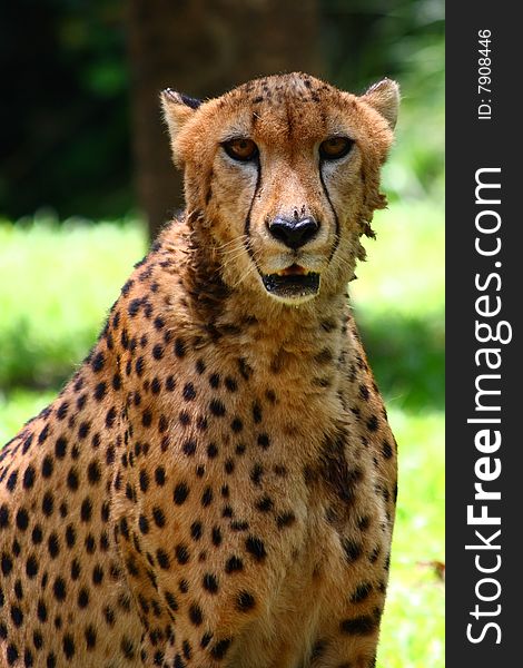 Picture of an adult cheetah.