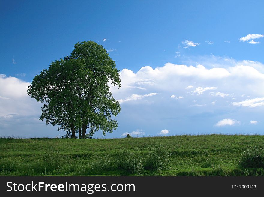 Rural landscape with a tree