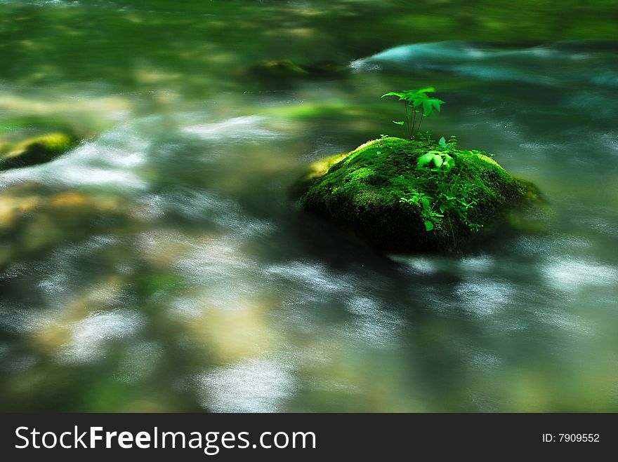 Moss on a rock found in a fast flowing stream. Aomori, Japan. Moss on a rock found in a fast flowing stream. Aomori, Japan