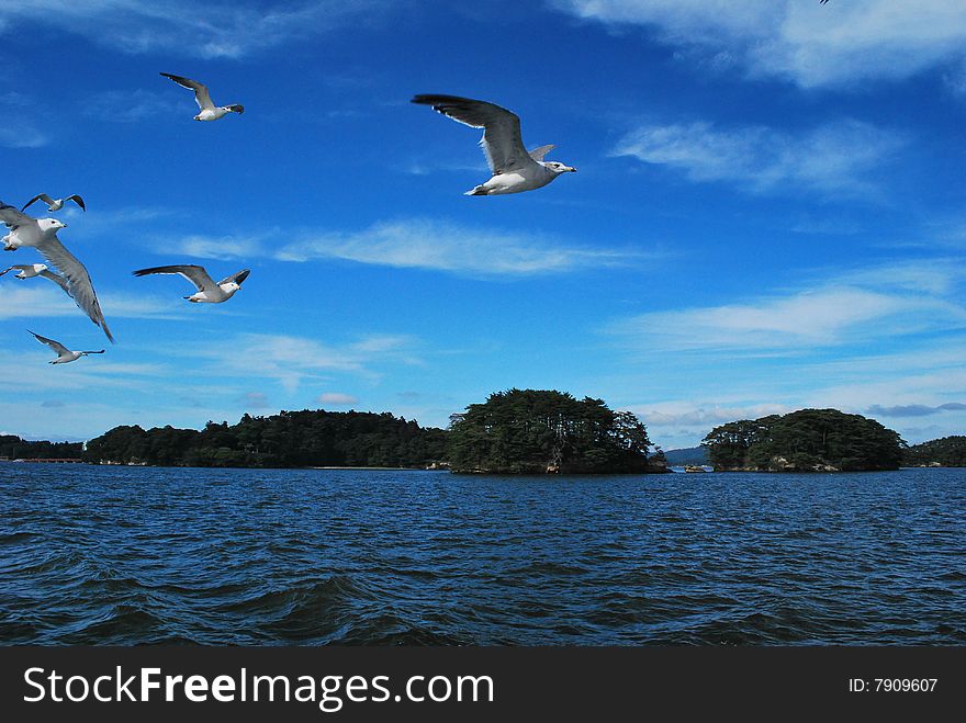 Seagulls in full flight in search of food at the Matsushima islands, Japan. Seagulls in full flight in search of food at the Matsushima islands, Japan