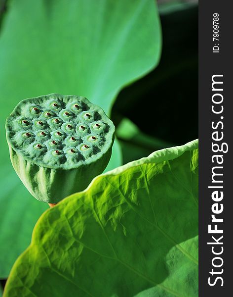 Lotus leaf with lotus seed cup