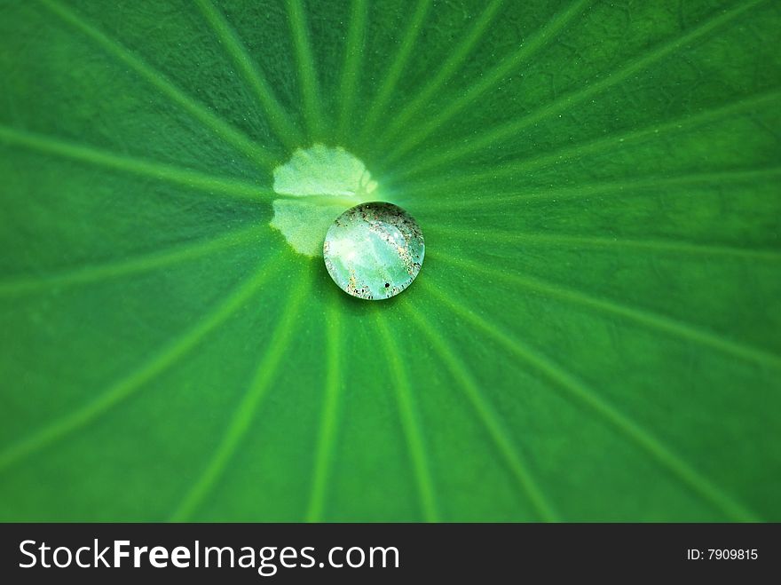 A water droplet on a lotus leaf