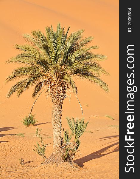 Lonely palm tree in Sahara desert