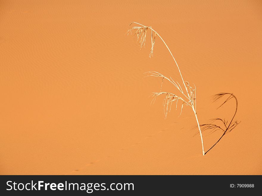 Lonely dry reed in the desert
