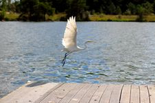 Great Egret Flying Royalty Free Stock Photos