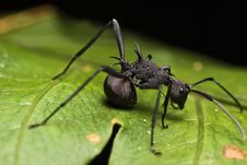 Black Spiky Ant Stock Photography