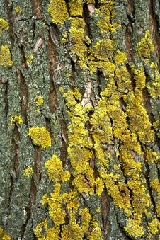 Yellow Cladina On Tree Bark Stock Photography