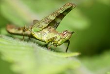 Green Grasshopper Stock Images