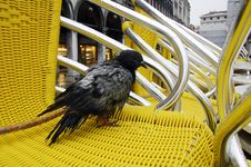 Pigeon At Empty Cafe In The Rain Royalty Free Stock Photos Pigeon At Empty Cafe In The Rain Royalty Free Stock Photos
