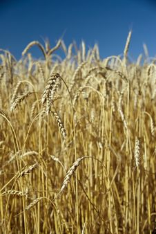 Field Of Wheat And Sky Royalty Free Stock Photo