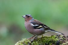 Chaffinch Stock Photography