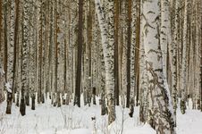 Birches Royalty Free Stock Photos Birches Royalty Free Stock Photos