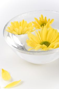 Yellow Flowers Royalty Free Stock Photo Yellow Flowers Royalty Free Stock Photo