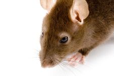 Brown Rat Royalty Free Stock Images Brown Rat Royalty Free Stock Images