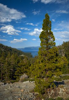 Pine Tree Mountain Vista Stock Images