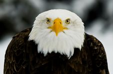 Portrait Of A Bald Eagle Haliaeetus Leucocephalus Royalty Free Stock Images