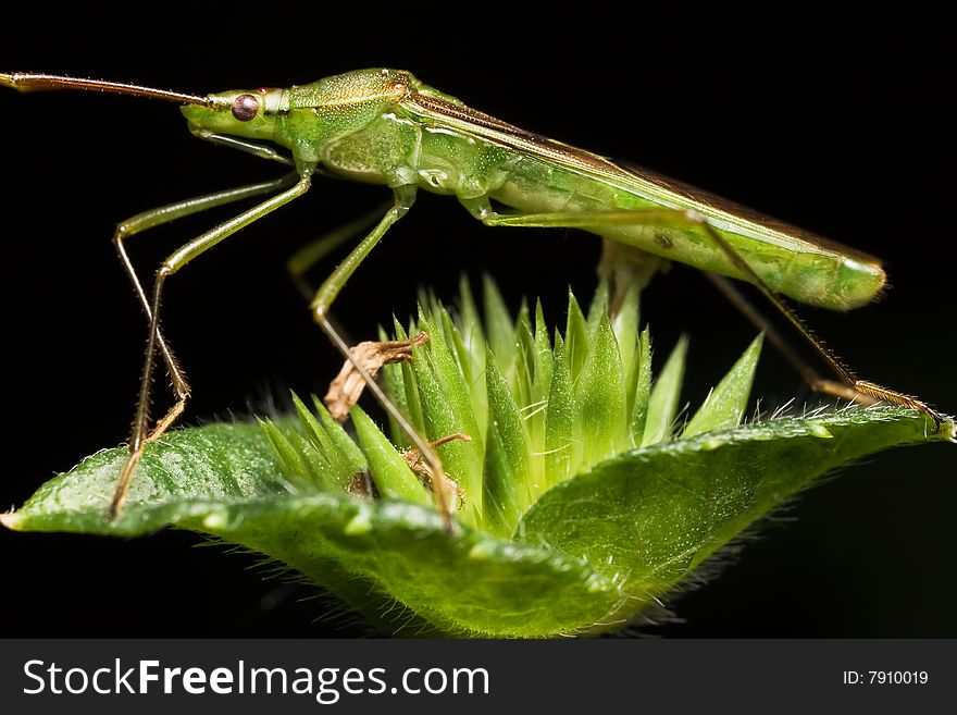 Shield bug side view macro on black background