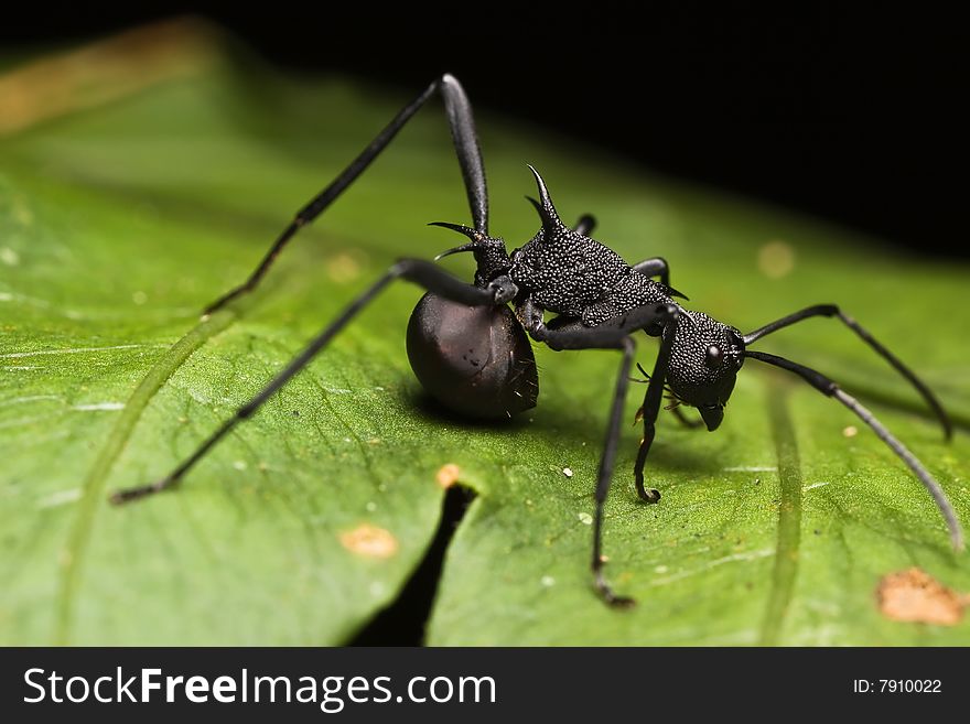 Black Spiky Ant macro on green leaf