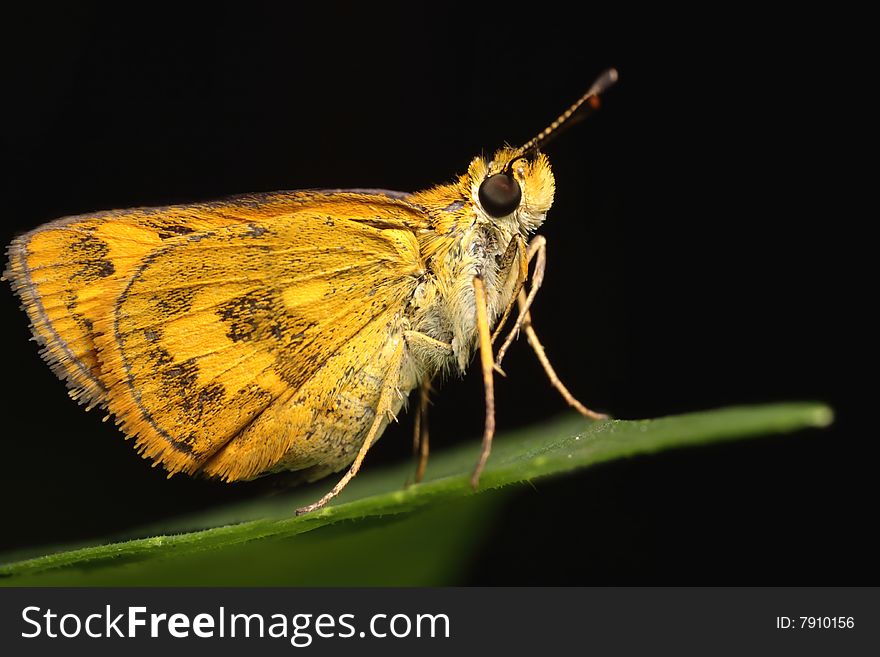 Golden Fiery Skipper macro on green leaf