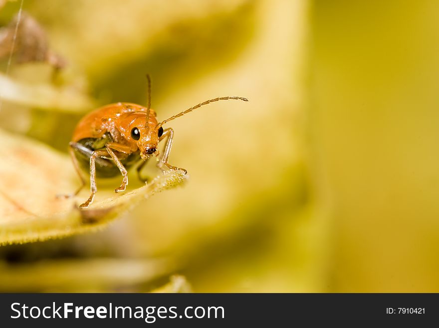 Orange beetle macro on yellow flower