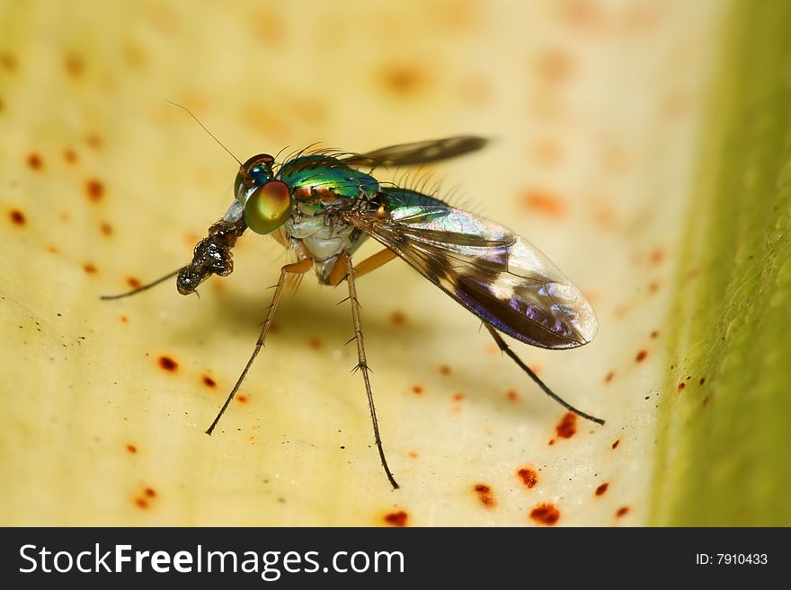 Long-Legged Fly macro eating