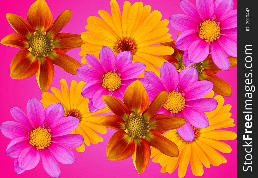 Flowers from a garden an abstract background. Flowers from a garden an abstract background