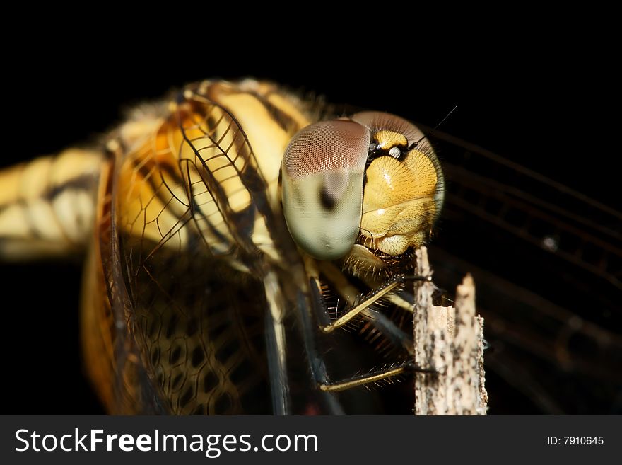 Brown Dragonfly macro close up. Brown Dragonfly macro close up