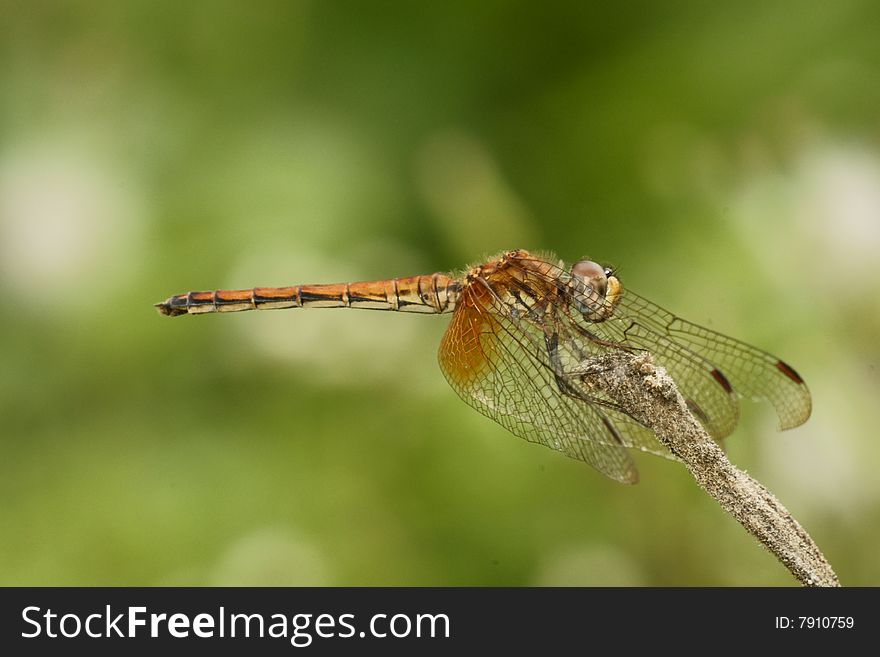 Brown Dragonfly On Stick