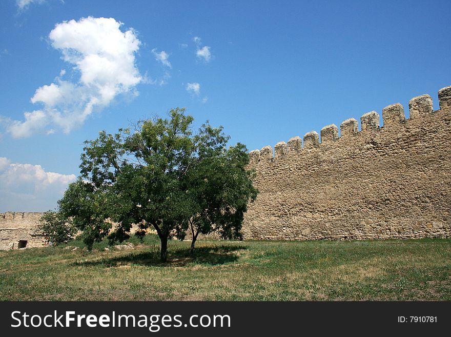 Tree Growing Near To A Stone Wall