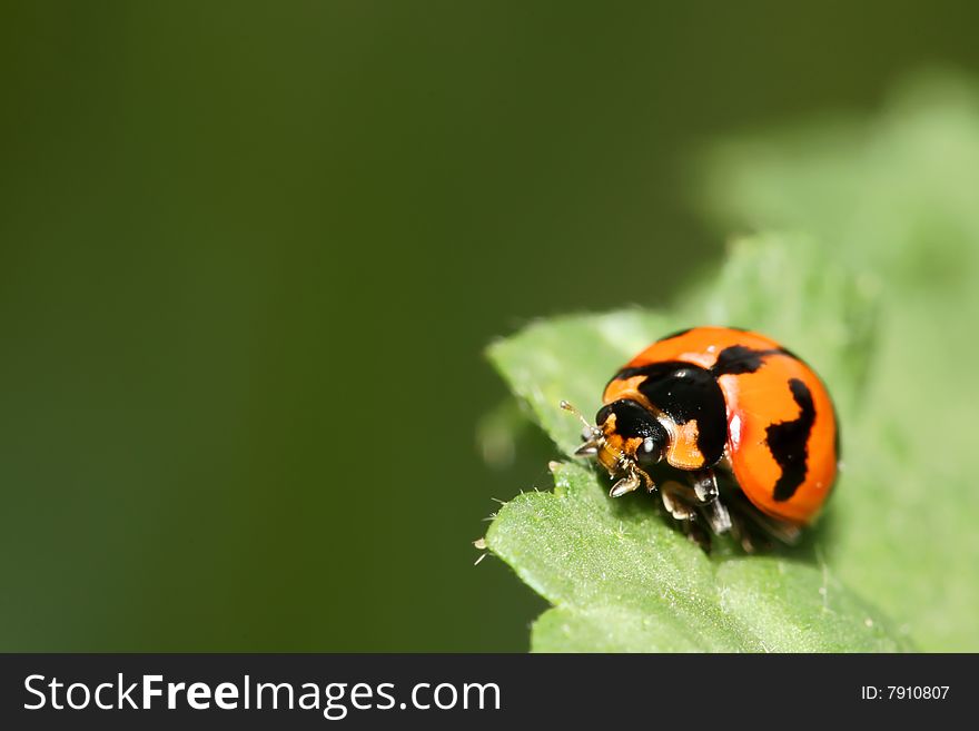 Orange Ladybug macro on green leaf